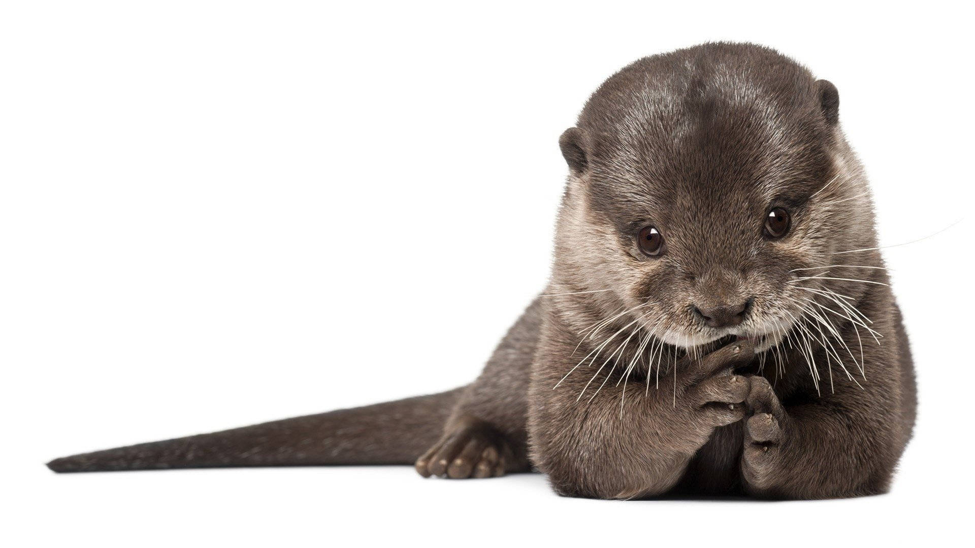 Otter 桌布 壁紙 — 一隻可愛的深色毛髮和鬍鬚的水獺寶寶坐在白色背景上，直視鏡頭。