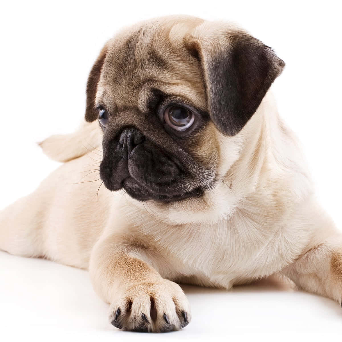 Puppy Dog 桌布 壁紙 — 一隻可愛的淺黃色巴哥犬幼犬，帶有深色面部斑紋，躺在白色表面上，用充滿靈魂的大眼睛凝視著。