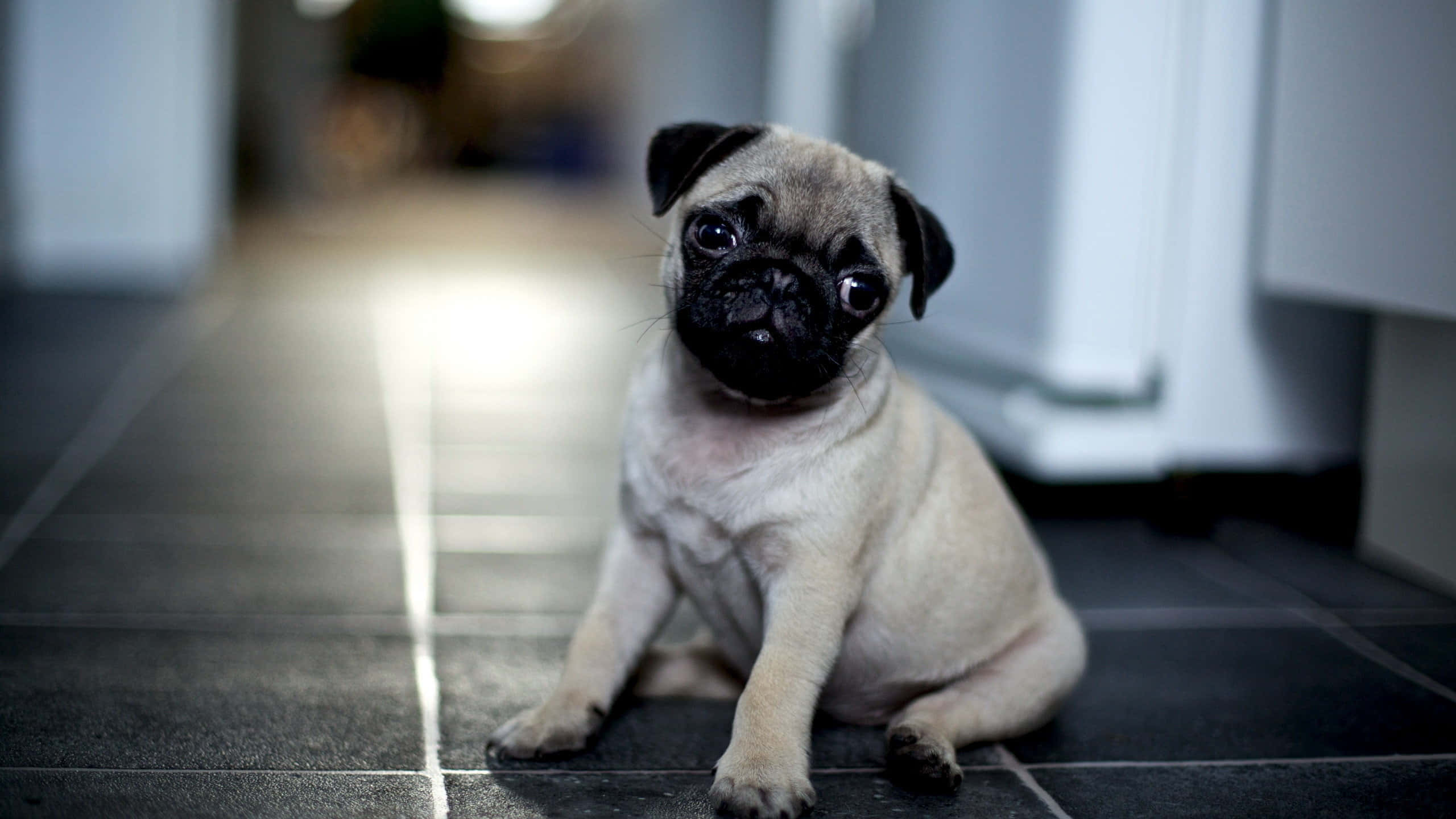 Pug 桌布 壁紙 — 一隻可愛的淺黃色巴哥犬幼犬，有大大的深色眼睛，坐在深色瓷磚地板上直視鏡頭。
