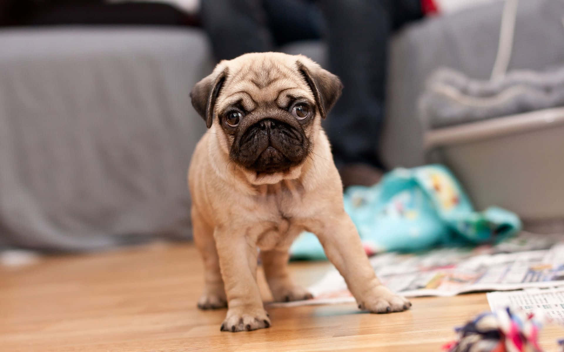 狗 桌布 壁紙 — 一隻可愛的淺黃色巴哥犬幼犬，有著深色眼睛和皺紋臉，站在木地板上，周圍散落著玩具和報紙。