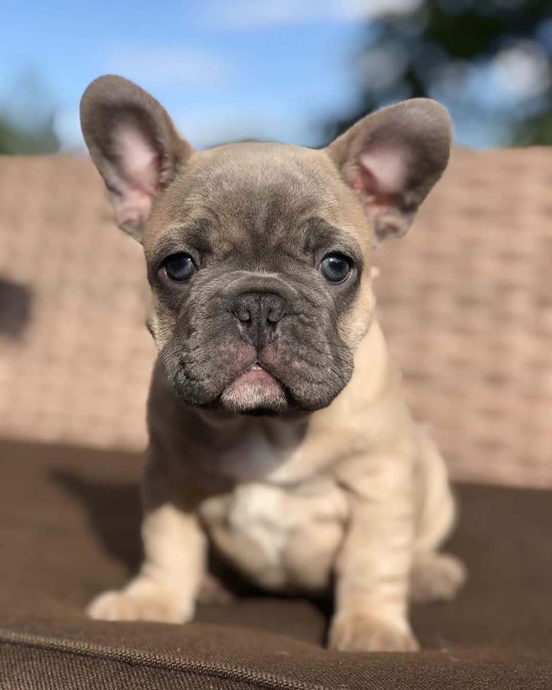 Bulldog 桌布 壁紙 — 一隻可愛的淺黃色法國鬥牛犬幼犬，有著大大的藍色眼睛，在明亮的日光下專注地坐在棕色墊子上。