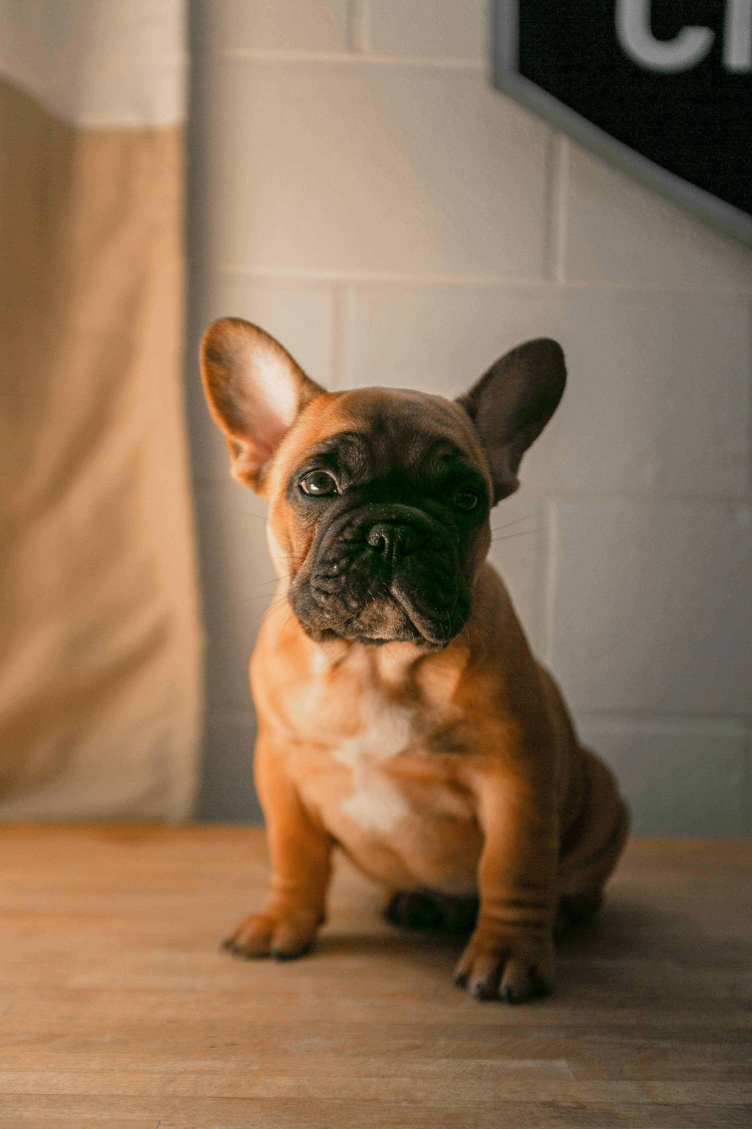 Bulldog 桌布 壁紙 — 一隻可愛的淺黃色法國鬥牛犬幼犬，有大耳朵，專注地坐在木地板上，背景是白色磚牆。