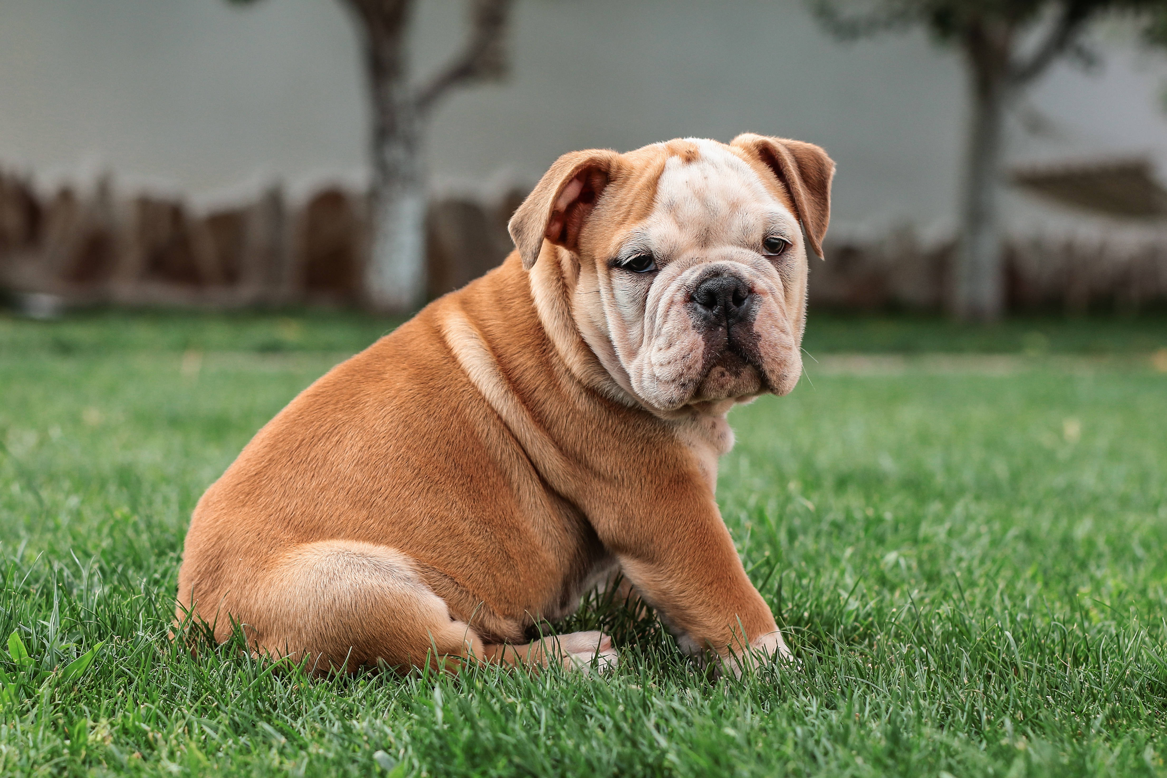 Bulldog 桌布 壁紙 — 一隻可愛的淺黃色鬥牛犬幼崽專注地坐在充滿活力的綠色草地上，背景是模糊的花園。