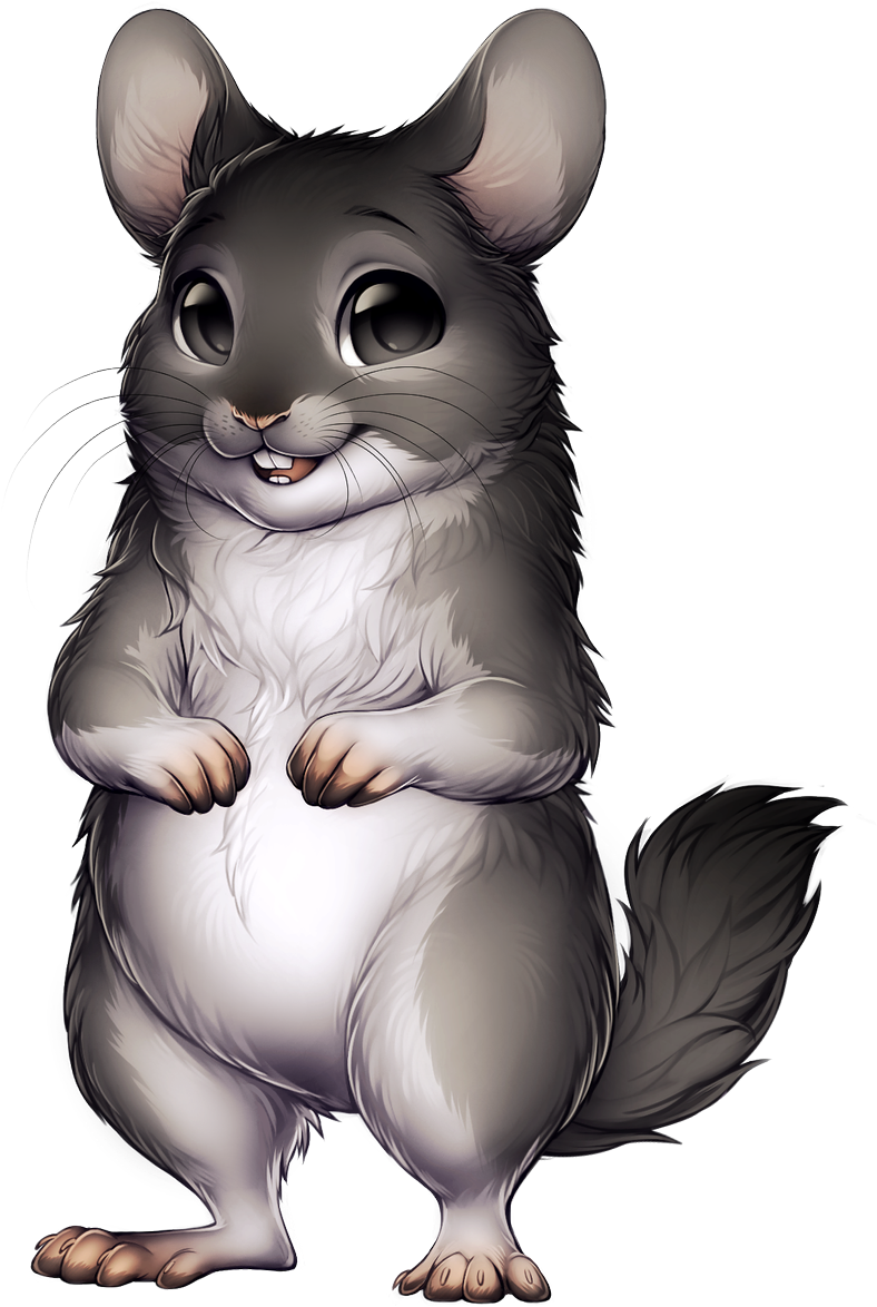 chinchilla 桌布 壁紙 — 一隻可愛的灰色龍貓，大眼睛和微笑的臉，直立站在黑色背景前。