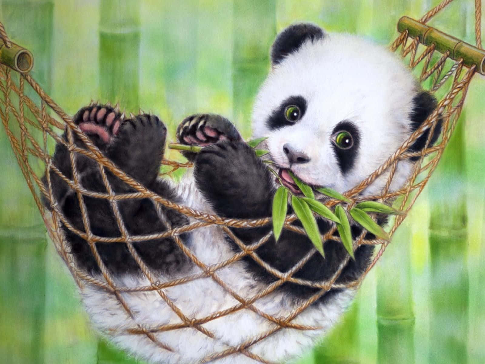 熊貓 桌布 壁紙 — 一隻可愛的熊貓寶寶在繩網吊床上休息，在模糊的竹林背景下用明亮的綠色眼睛咀嚼竹子。