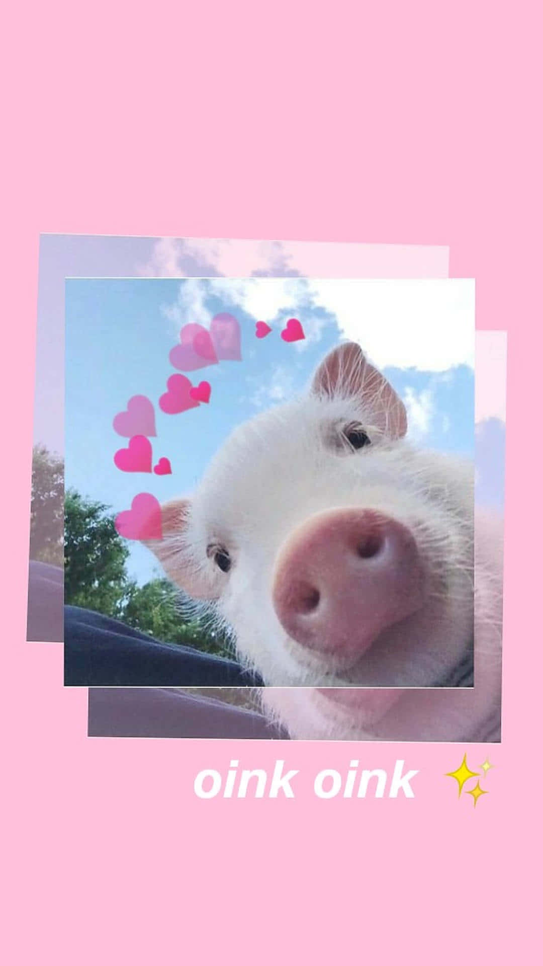 Pig 桌布 壁紙 — 一隻可愛的白色小豬，粉紅色的鼻子好奇地看著鏡頭，背景是藍天和漂浮的粉紅色心形。
