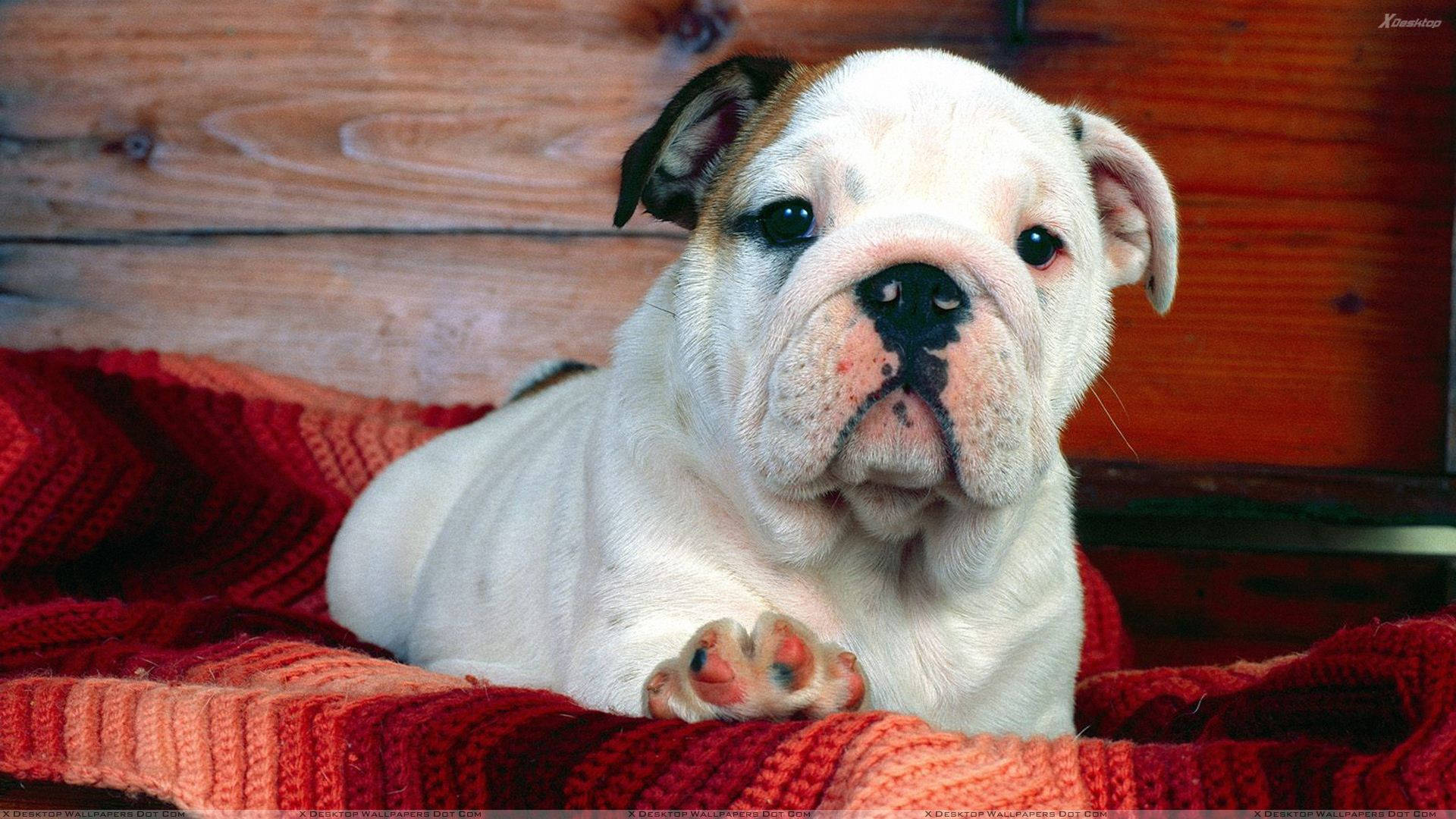 Bulldog 桌布 壁紙 — 一隻可愛的白色鬥牛犬幼犬帶有黑色斑紋，在紅色針織毯上休息，背景是木牆。