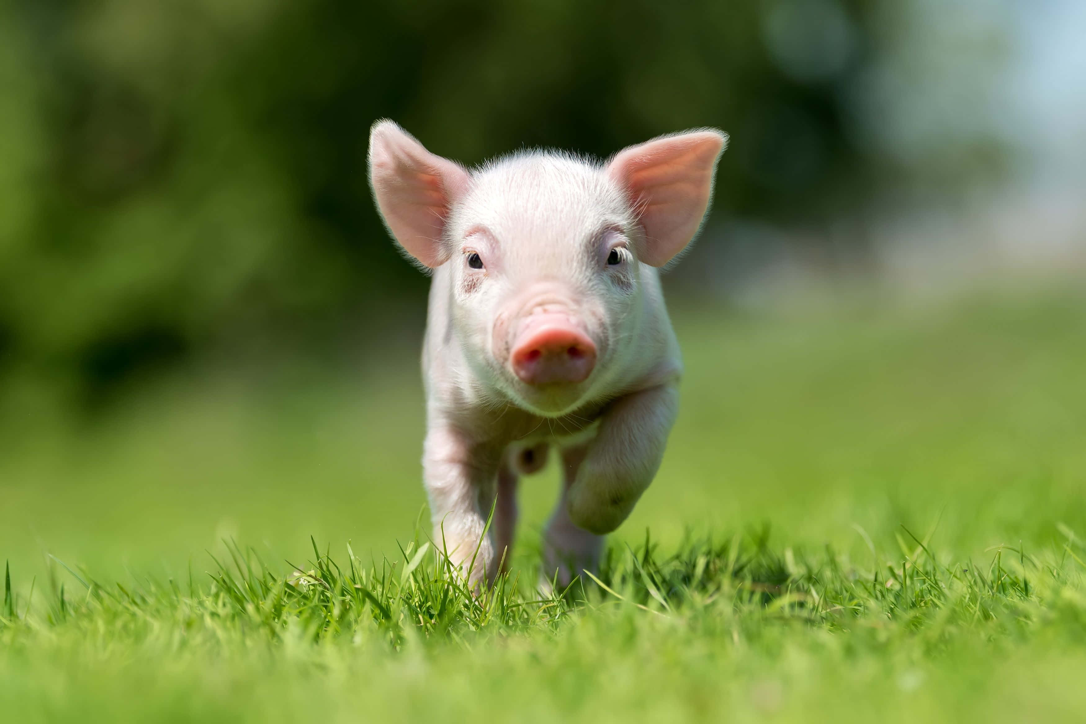 Pig 桌布 壁紙 — 一隻可愛的粉紅色小豬在明亮的陽光下穿過充滿活力的綠色草地跑向鏡頭。