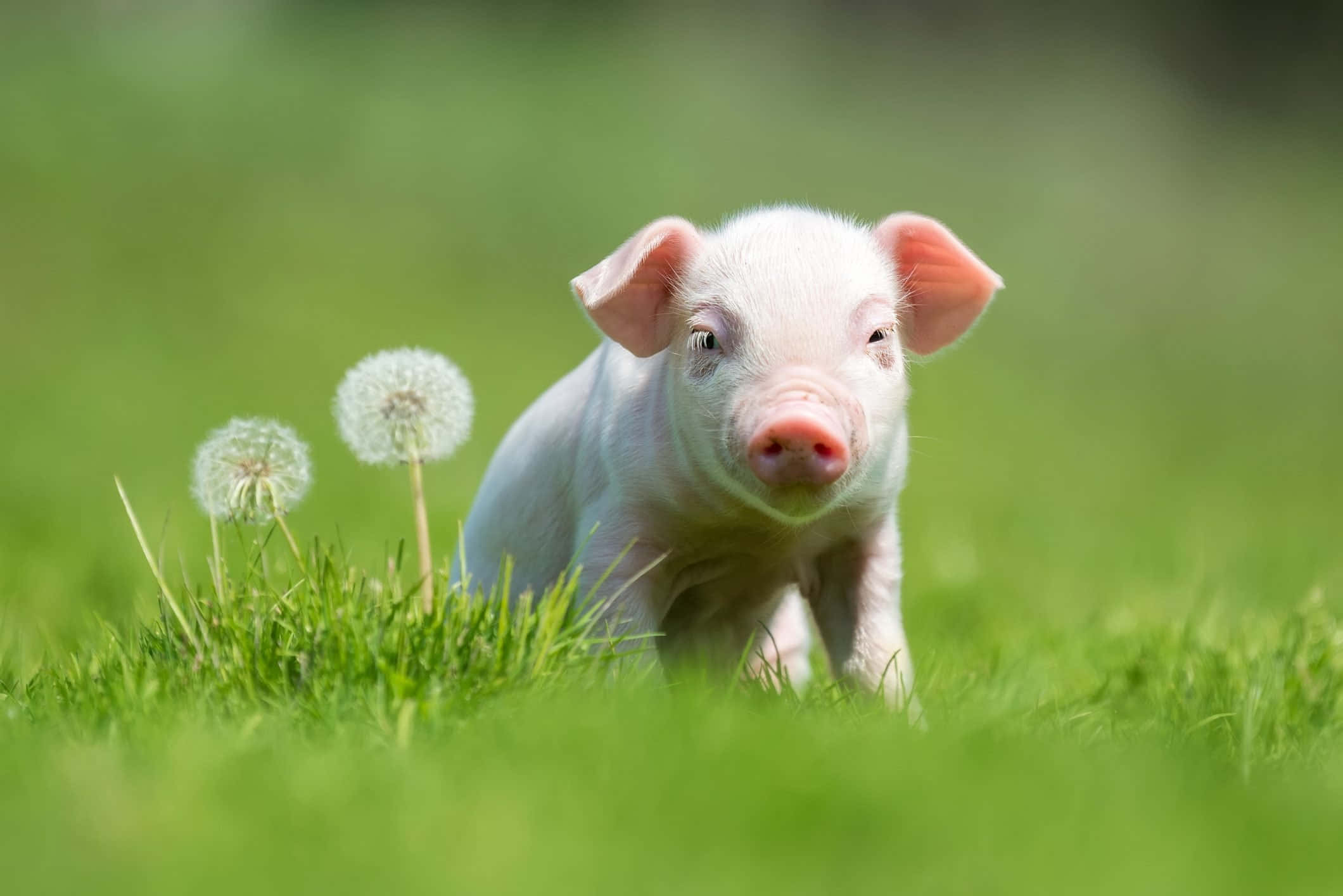 Piggy 桌布 壁紙 — 一隻可愛的粉紅色小豬站在充滿活力的綠色草地上，旁邊有兩朵蒲公英，在明亮的陽光下。
