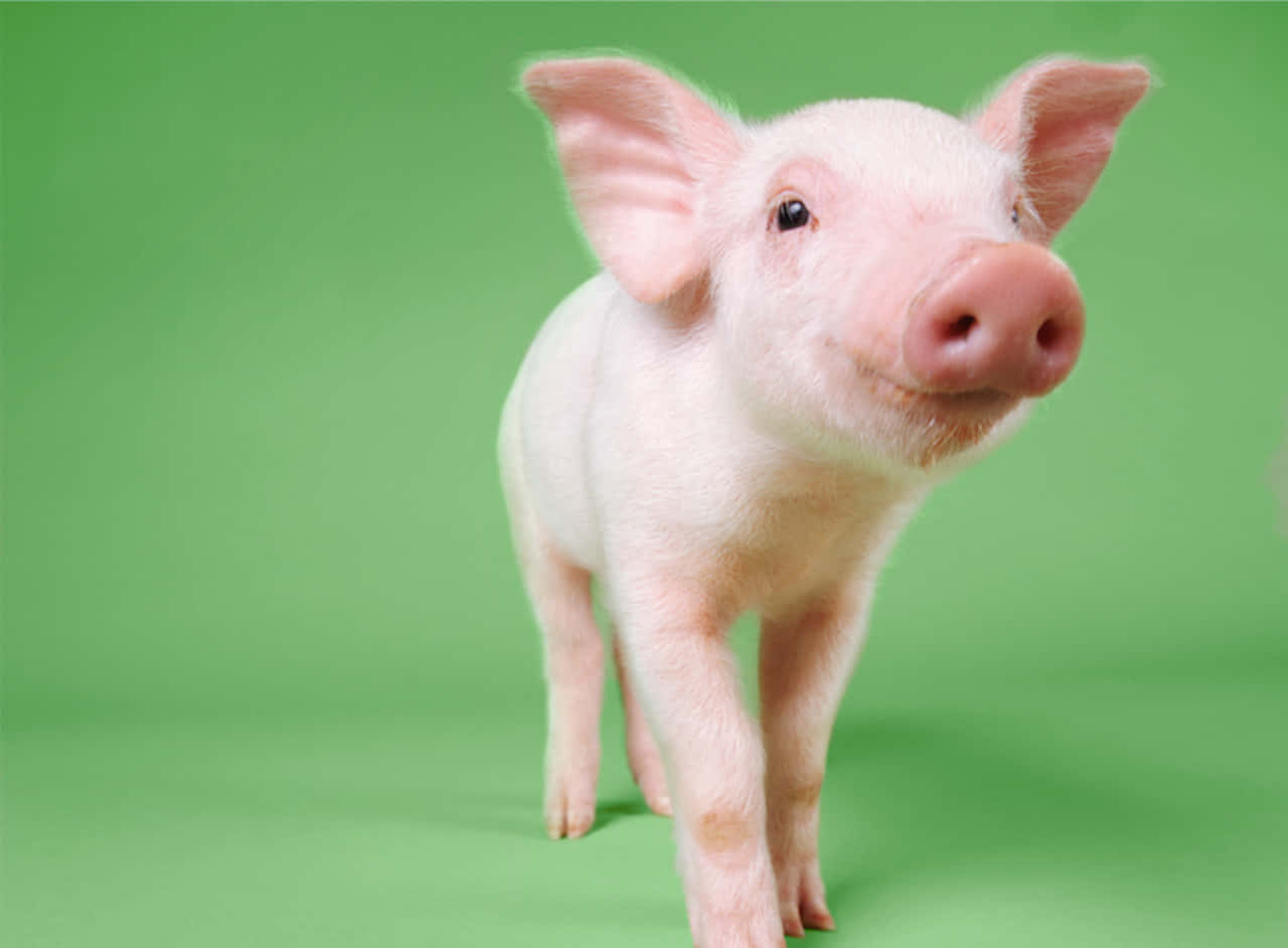 Pig 桌布 壁紙 — 一隻可愛的粉紅色小豬站在純綠色背景上，好奇地看著相機。