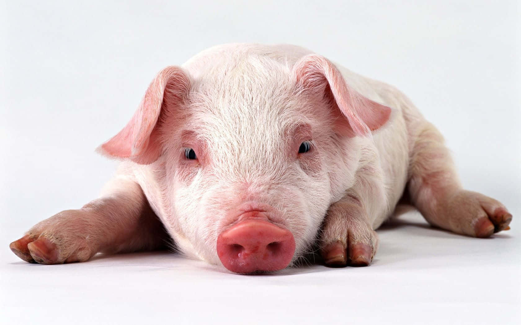Pig 桌布 壁紙 — 一隻可愛的粉紅色小豬趴在純白色背景上，頭部枕在爪子上。
