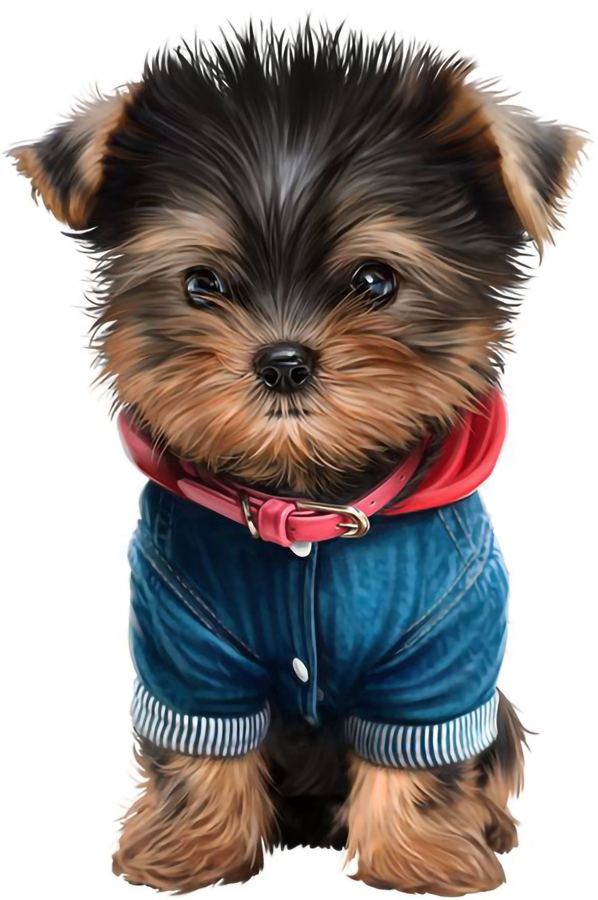 yorkie 桌布 壁紙 — 一隻可愛的約克夏㹴幼犬穿著牛仔吊帶褲和紅色項圈，用大大的、富有表情的眼睛直視觀眾。