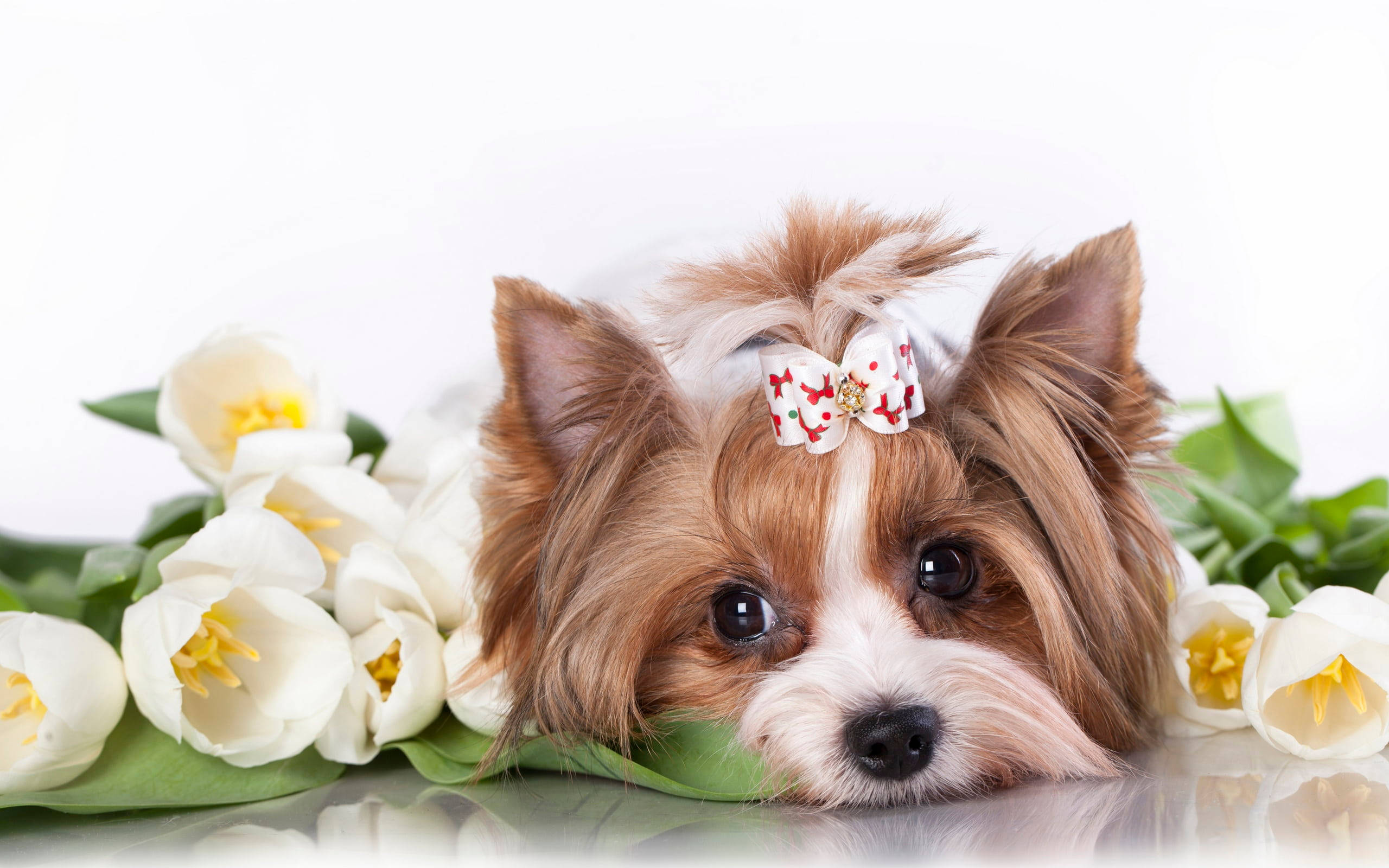 yorkie 桌布 壁紙 — 一隻可愛的約克夏㹴戴著花卉蝴蝶結，在白色鬱金香中的反光表面上休息。