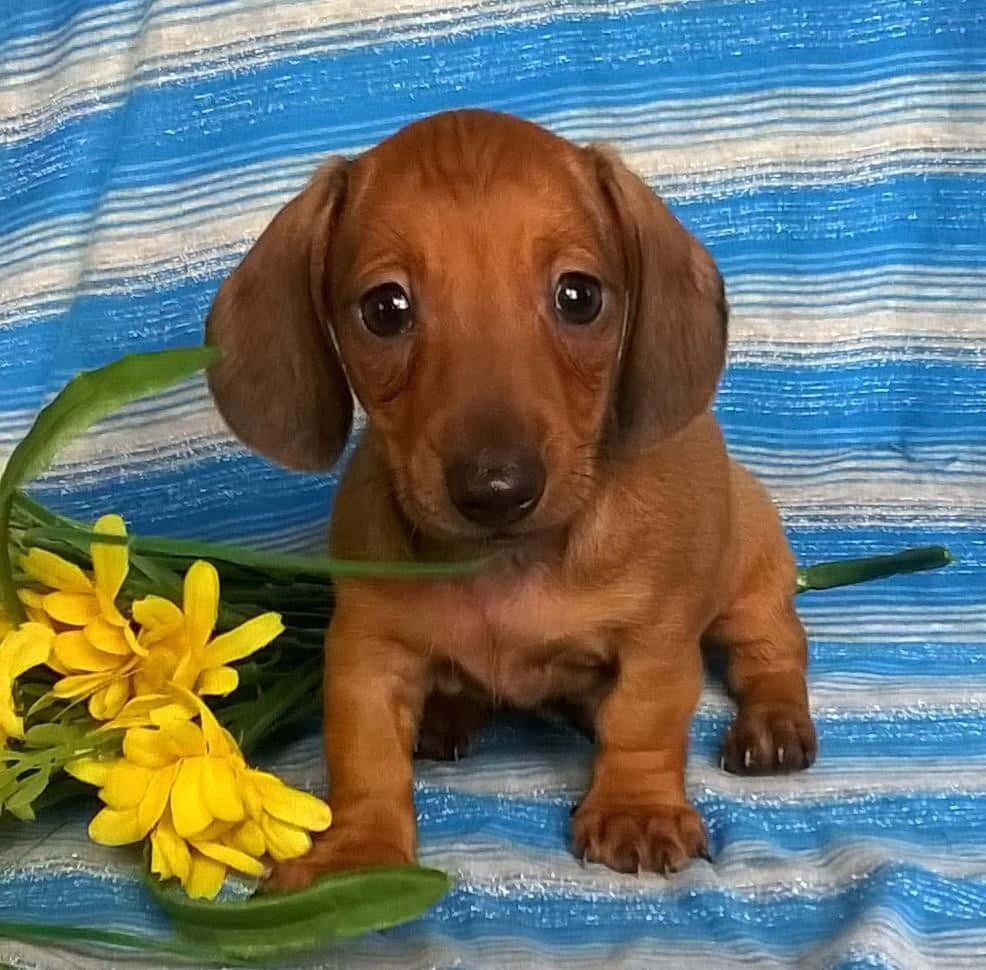 Dachshund Puppy 桌布 壁紙 — 一隻可愛的紅棕色臘腸犬幼犬坐在藍白條紋毯子上，旁邊有一束黃色花朵。