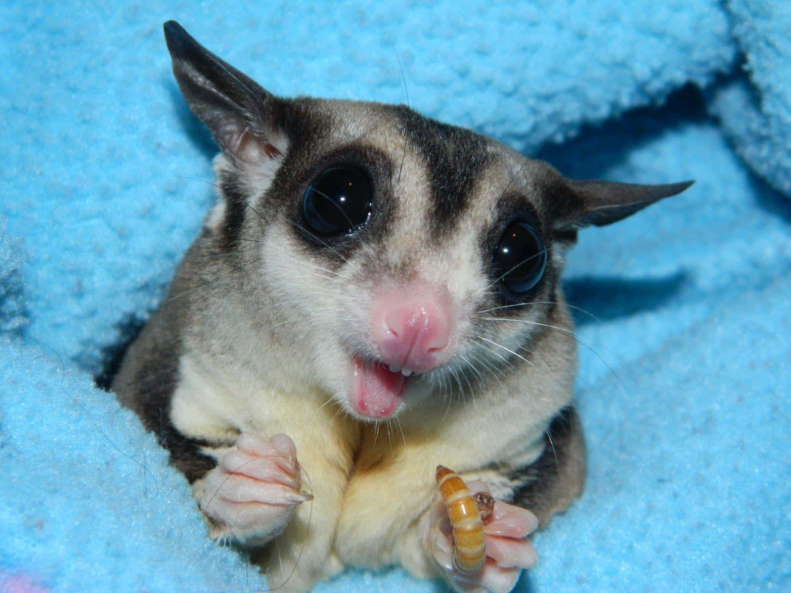 Sugar Glider 桌布 壁紙 — 一隻可愛的蜜袋鼯近距離特寫，有大大的黑色眼睛，在藍色毛絨毯子上拿著一條蟲。