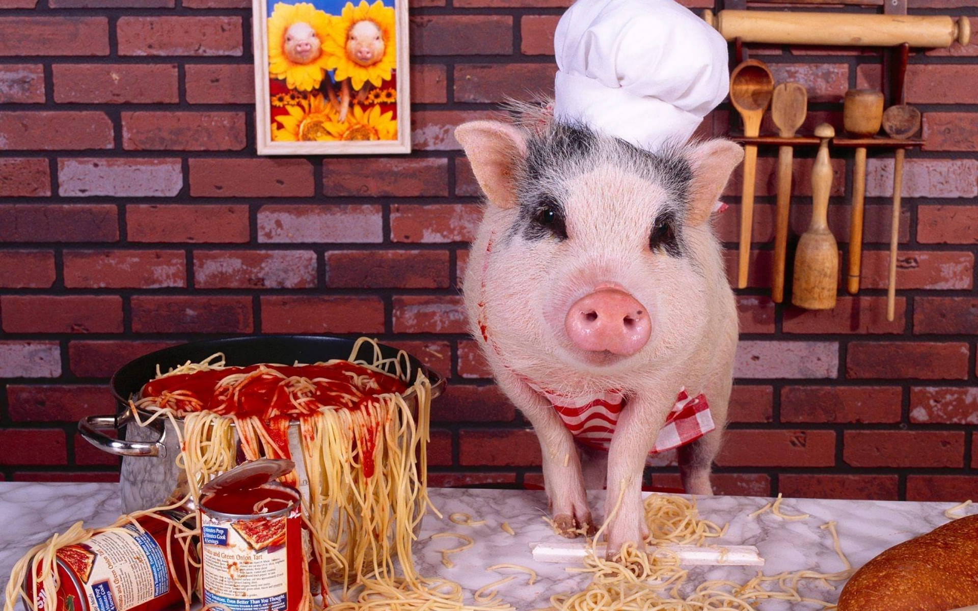 Pig 桌布 壁紙 — 一隻可愛的豬廚師戴著白帽和紅色圍裙，站在廚房檯面上灑出的義大利麵和醬汁中。