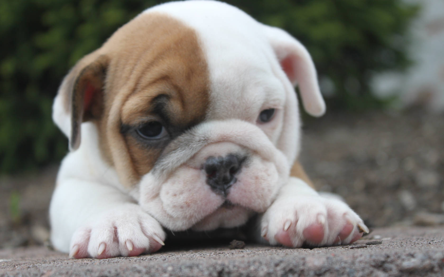 Bulldog 桌布 壁紙 — 一隻可愛的鬥牛犬幼犬，毛色白棕相間，躺在碎石上，用大大的黑眼睛凝視著。