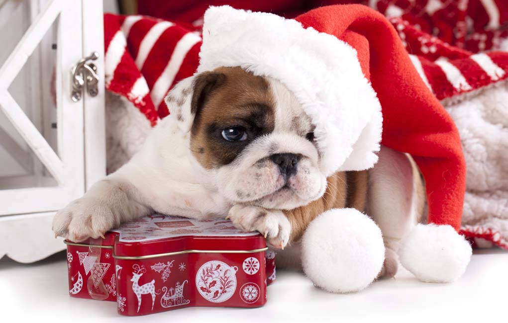 Presents 桌布 壁紙 — 一隻可愛的鬥牛犬幼犬戴著紅色聖誕老人帽，將爪子放在節日紅色罐子上，背景是舒適的假日背景。