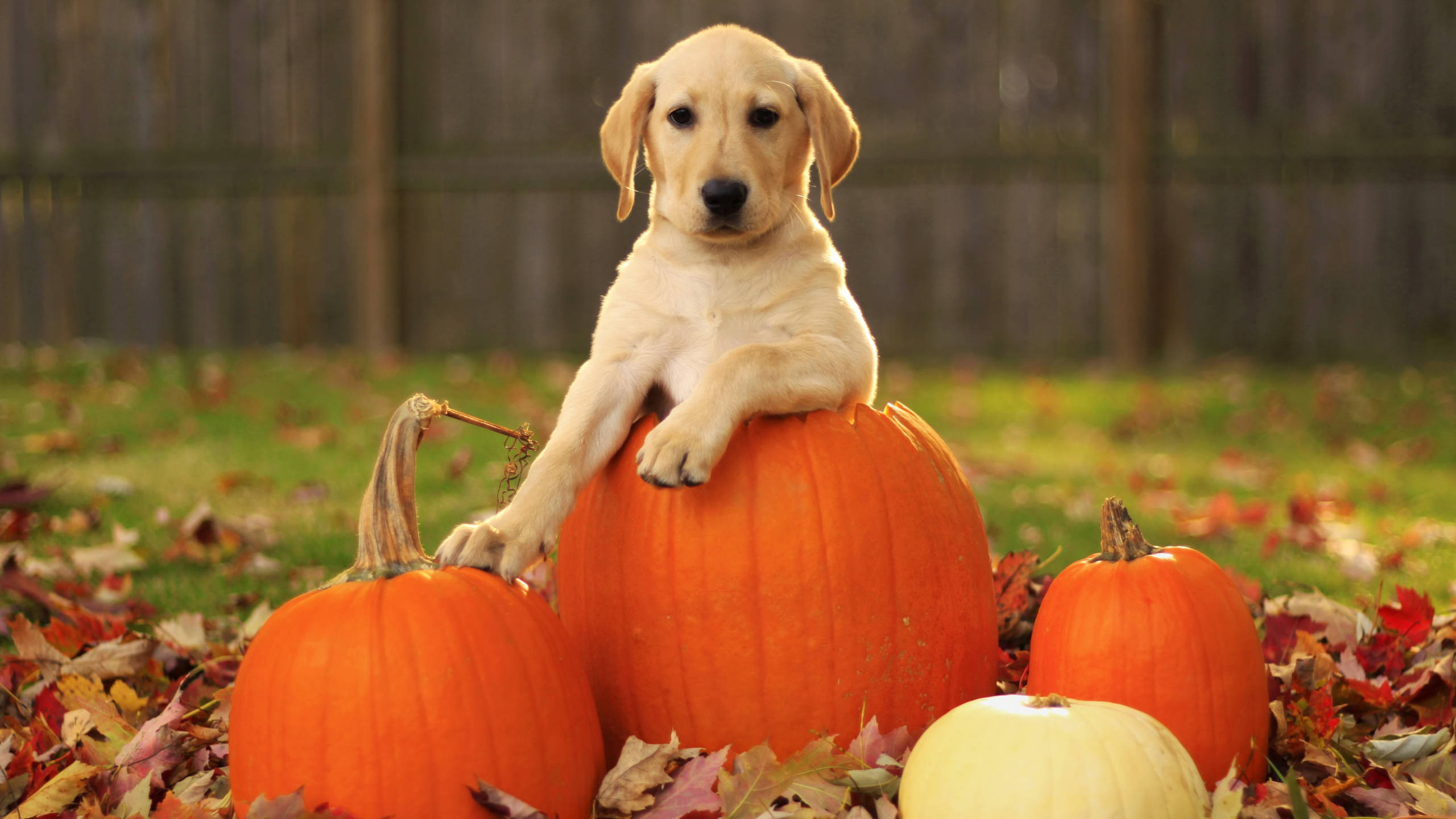 秋季 桌布 壁紙 — 一隻可愛的黃色拉布拉多幼犬坐在一個大橙色南瓜上，周圍環繞著秋葉和其他南瓜。
