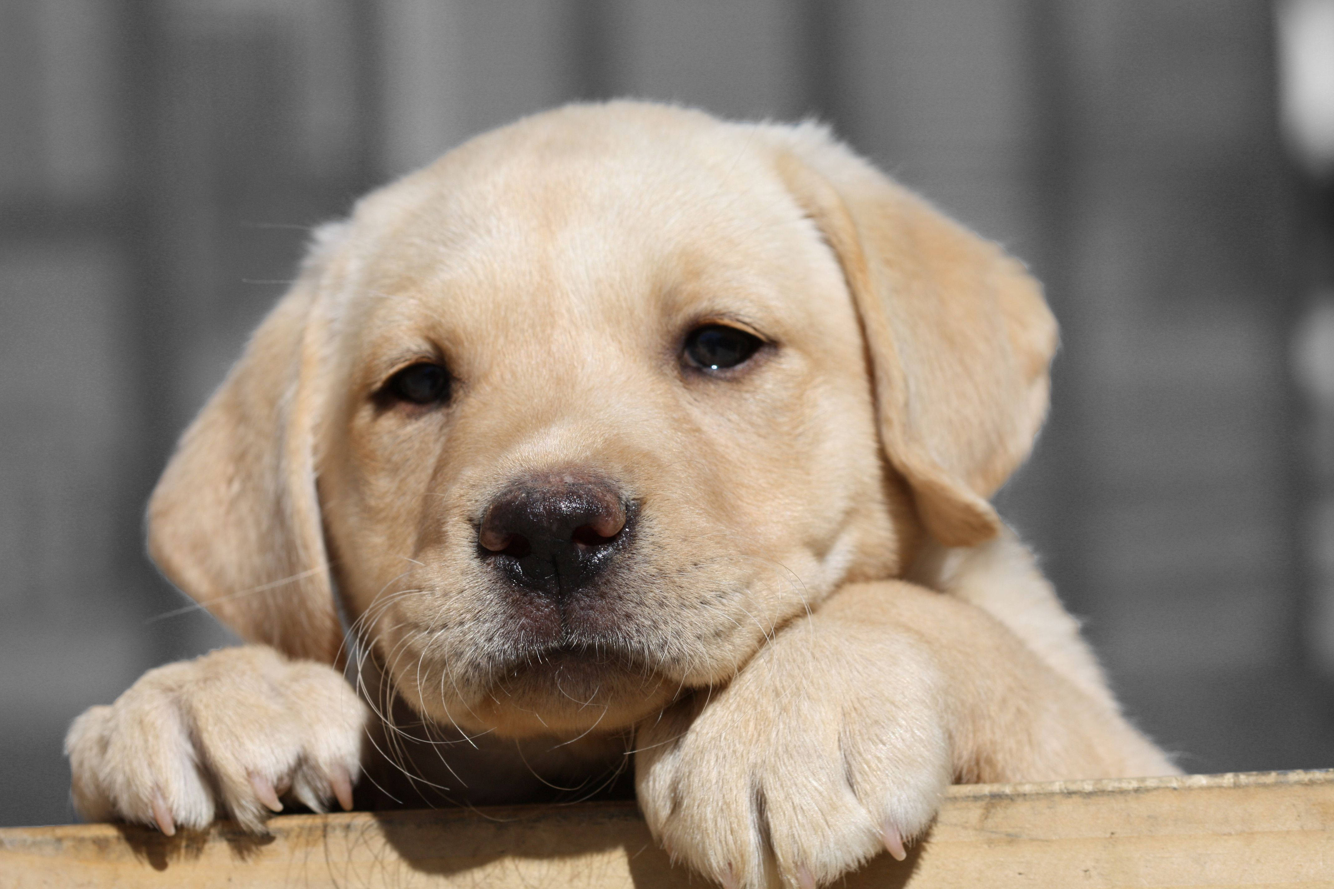 Labrador 桌布 壁紙 — 一隻可愛的黃色拉布拉多幼犬將爪子放在木質表面上，背景是柔和的灰色模糊焦點。