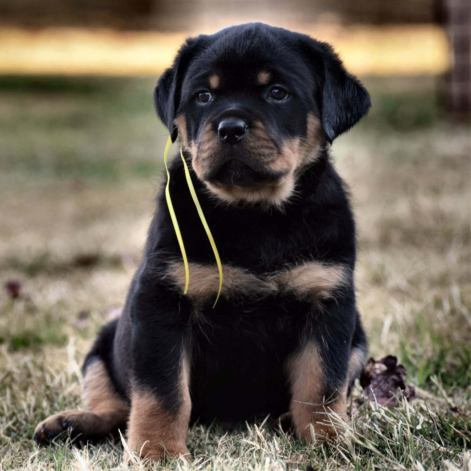 羅威那犬 桌布 壁紙 — 一隻可愛的黑褐色羅威納幼犬，專注地坐在草地上，嘴裡叼著一條黃色絲帶。
