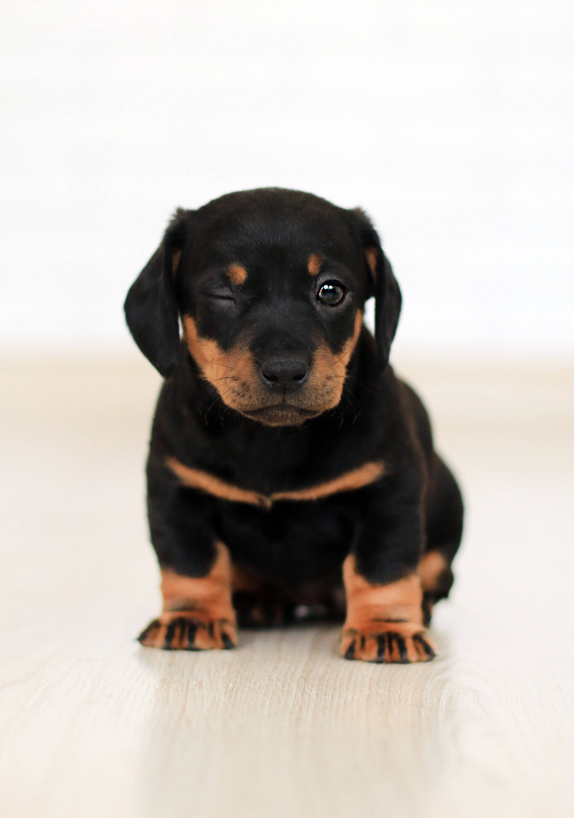 cute dogs 桌布 壁紙 — 一隻可愛的黑褐色臘腸犬幼犬坐在淺色木地板上，閉上一隻眼睛，頑皮地眨眼。
