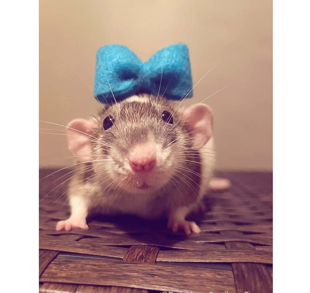 Rat 桌布 壁紙 — 一隻可愛老鼠的近距離特寫，頭上戴著亮藍色蝴蝶結，在編織表面上直視鏡頭。