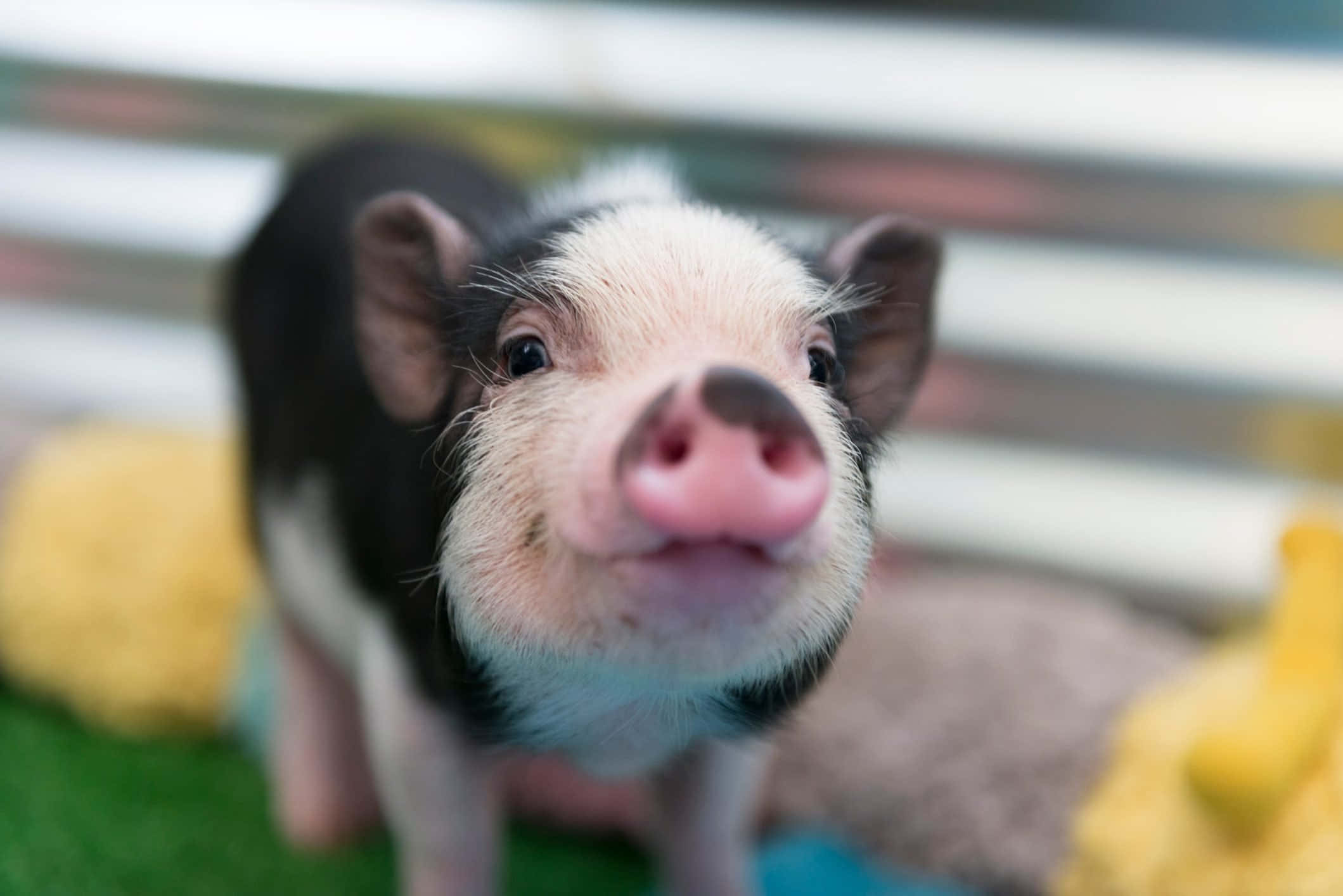 Piggy 桌布 壁紙 — 一隻可愛黑白小豬的特寫，粉紅色鼻子好奇地看著相機。
