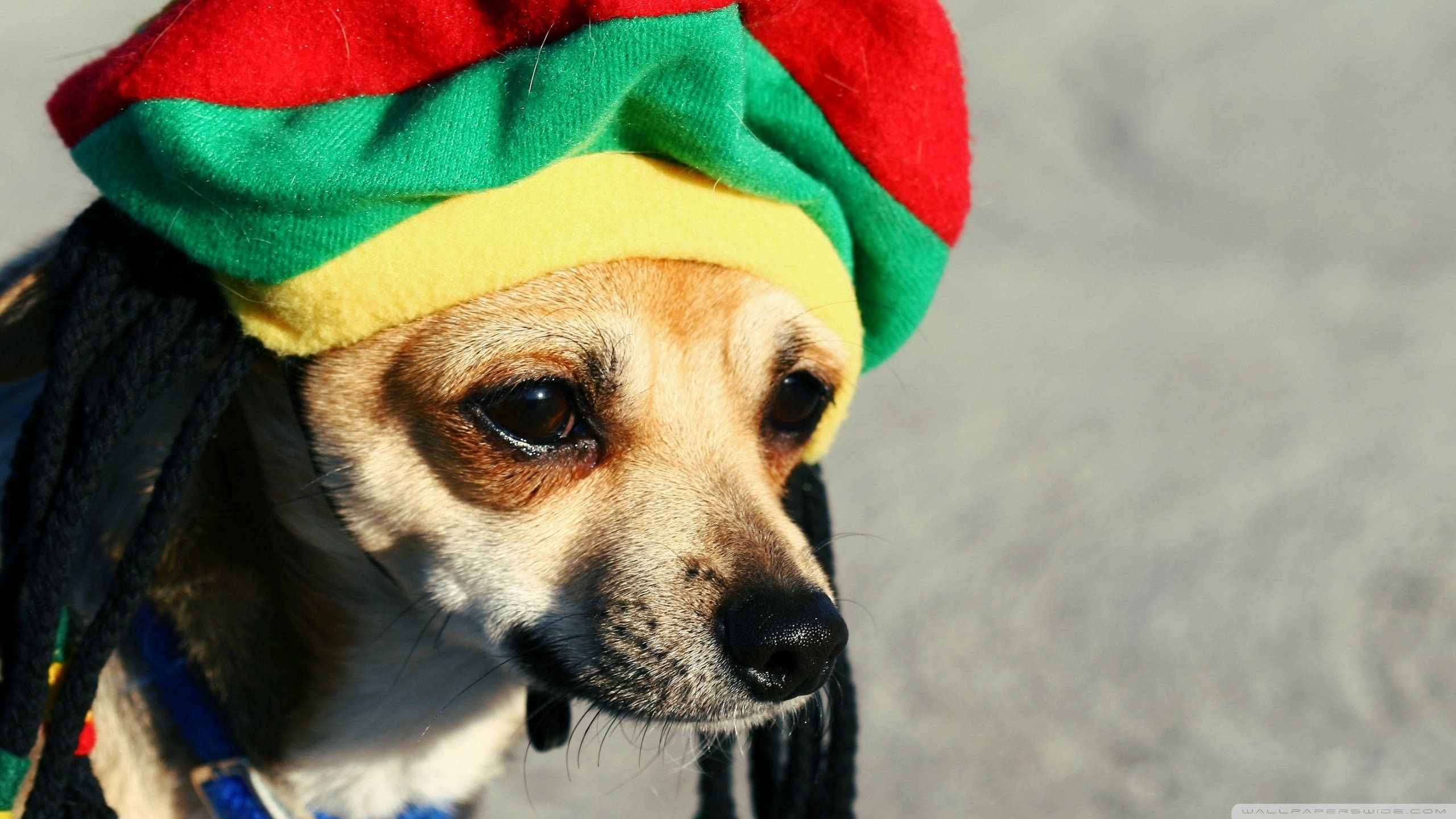 Chihuahua 桌布 壁紙 — 一隻吉娃娃戴著色彩繽紛的拉斯特帽和假辮子，在沙地背景下若有所思地看著鏡頭。