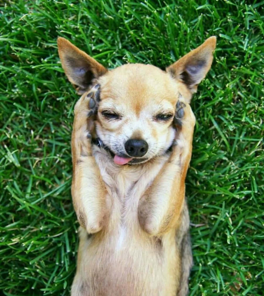 Tongue Out 桌布 壁紙 — 一隻吉娃娃狗躺在充滿活力的綠色草地上，爪子捧著臉，伸出舌頭，姿勢放鬆。