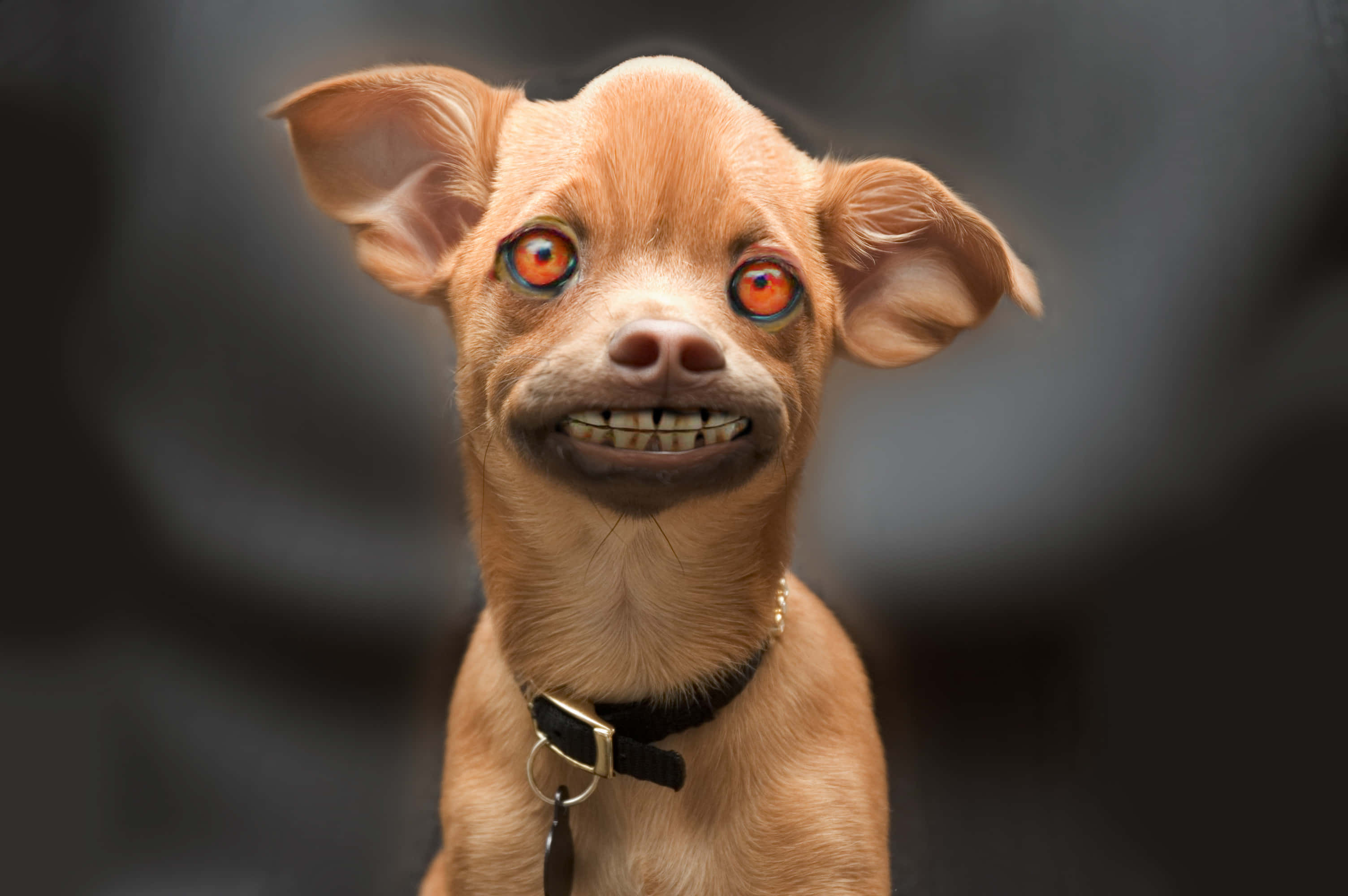 ugly 桌布 壁紙 — 一隻吉娃娃的特寫，牠有發光的橙色眼睛和一個露出牙齒的寬闊笑容，背景是暗色模糊的。