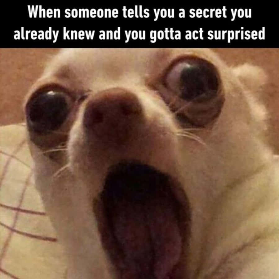 Memes Pics Funny 桌布 壁紙 — 一隻吉娃娃的特寫，牠瞪大雙眼、張開嘴巴，看起來很震驚或很驚訝。