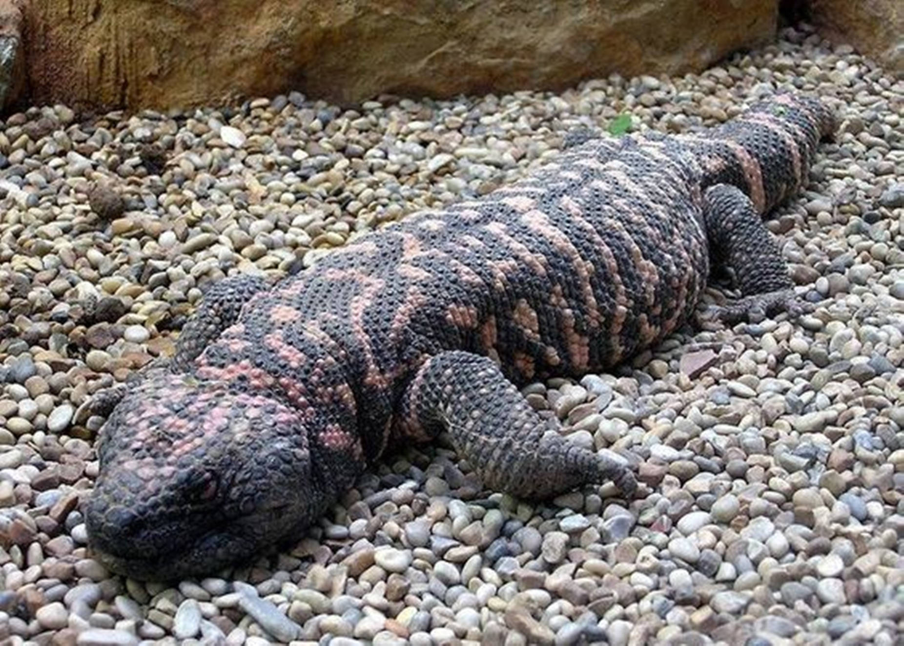 lizard 桌布 壁紙 — 一隻吉拉毒蜥在粗糙岩石背景下的彩色卵石床上靜止不動地休息。