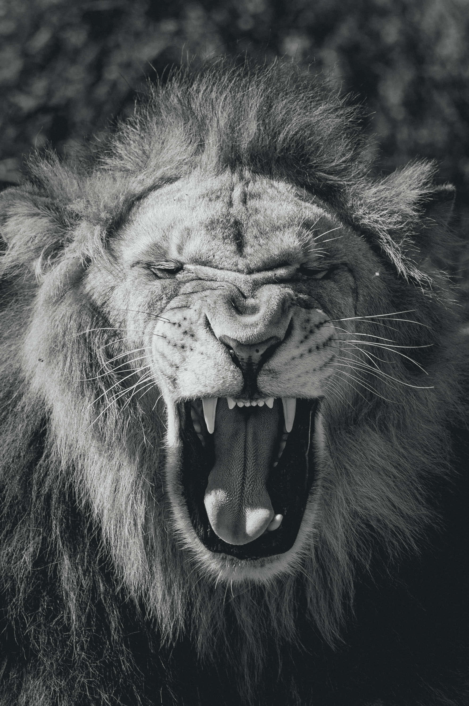 Roaring Lion 桌布 壁紙 — 一隻咆哮獅子的黑白特寫，展現其牙齒和鬃毛，背景是模糊的自然景色。