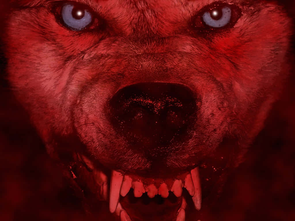 Red Wolf 桌布 壁紙 — 一隻咆哮的狼的特寫，帶有發光的藍色眼睛和露出的尖牙，沐浴在強烈的紅光中，充滿威脅感。