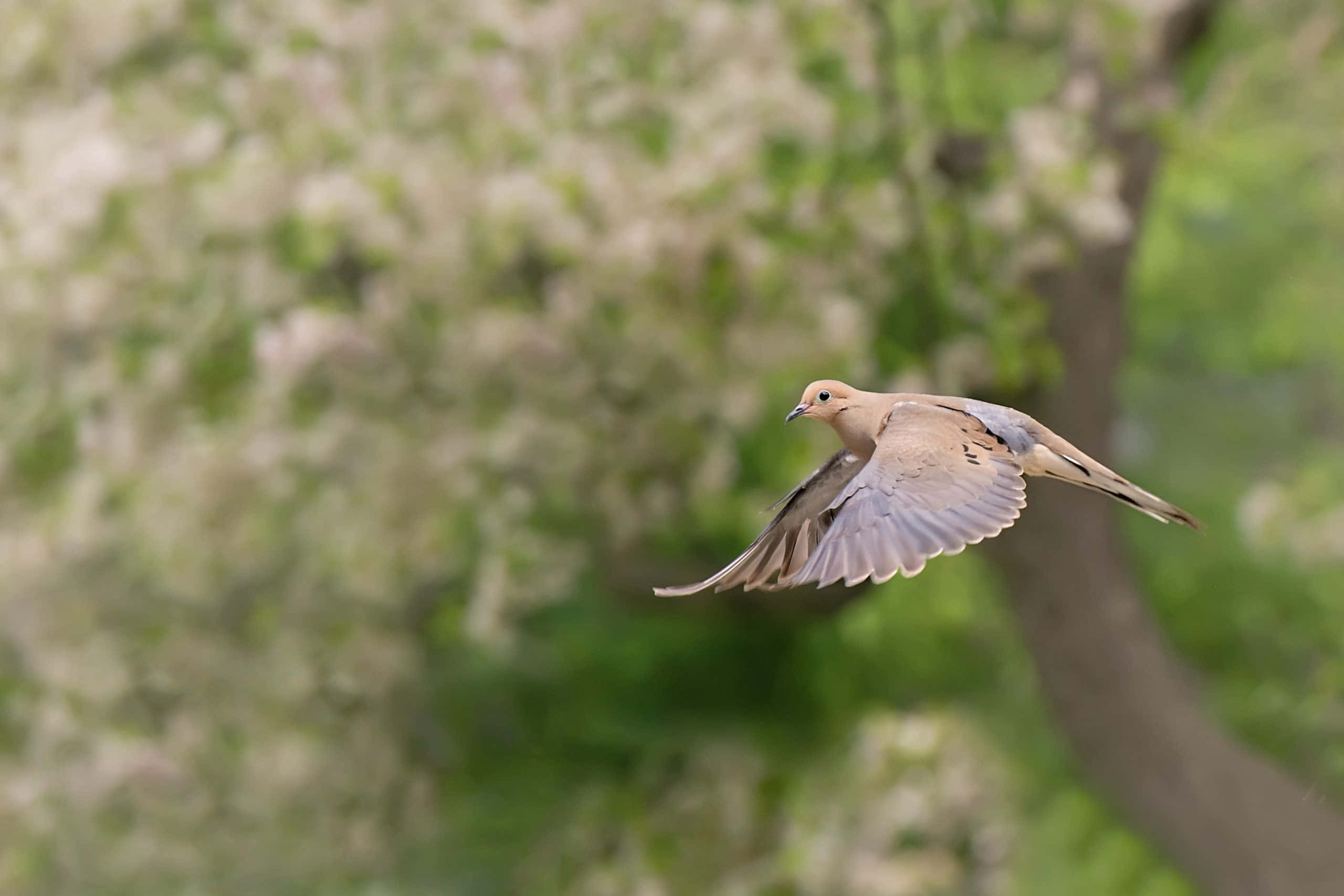 Dove Wings 桌布 壁紙 — 一隻哀鴿在柔和焦點的綠葉和白色花朵中優雅滑翔，呈現寧靜的春日場景。