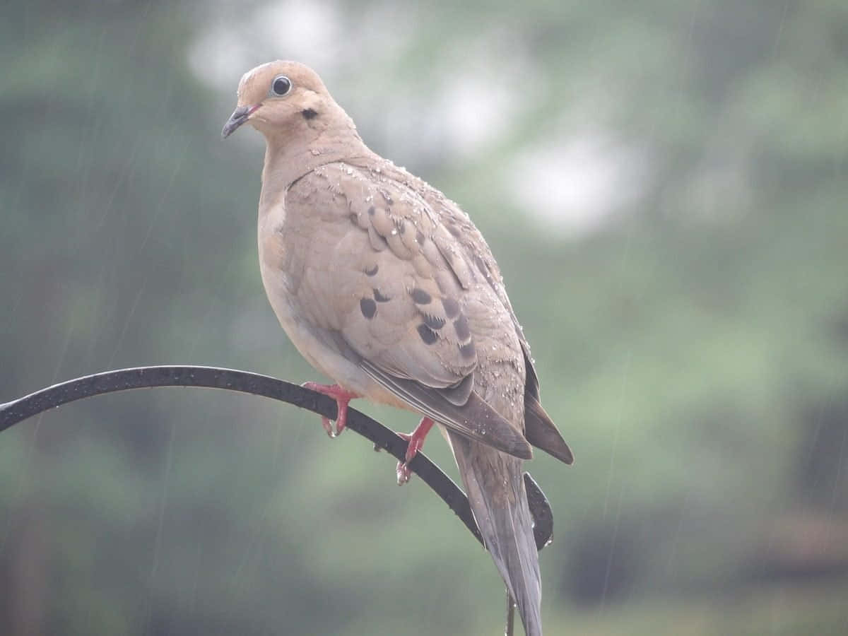 Dove 桌布 壁紙 — 一隻哀鴿平靜地棲息在彎曲的金屬棒上，雨滴輕輕落在模糊的綠色背景上。