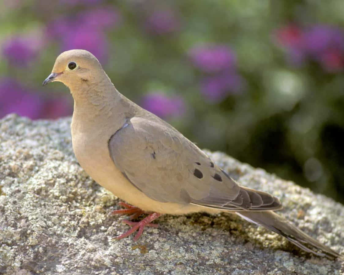 Dove 桌布 壁紙 — 一隻哀鴿平靜地棲息在陽光照耀的岩石上，背景中柔和的紫色花朵模糊不清。