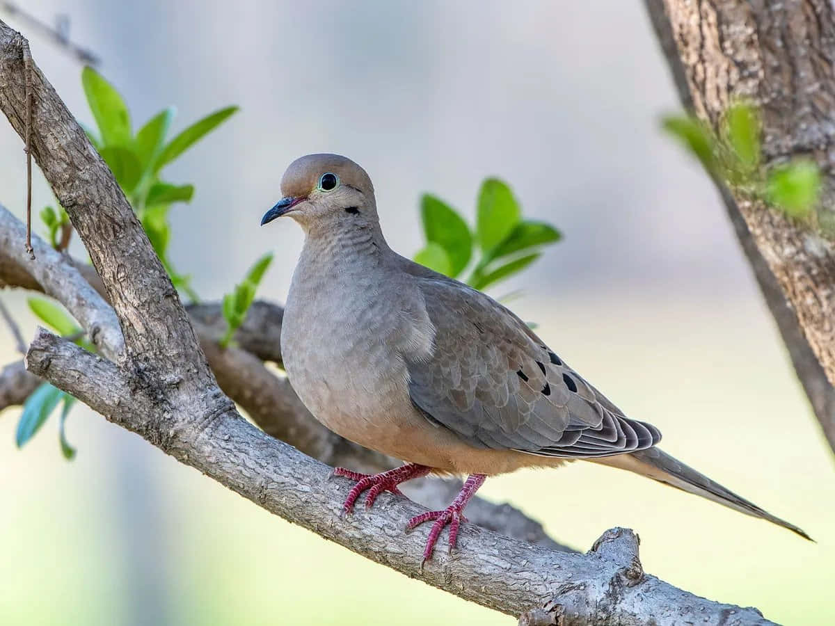 Dove 桌布 壁紙 — 一隻哀鴿平靜地棲息在陽光照耀的樹枝上，周圍是鮮嫩的綠葉。