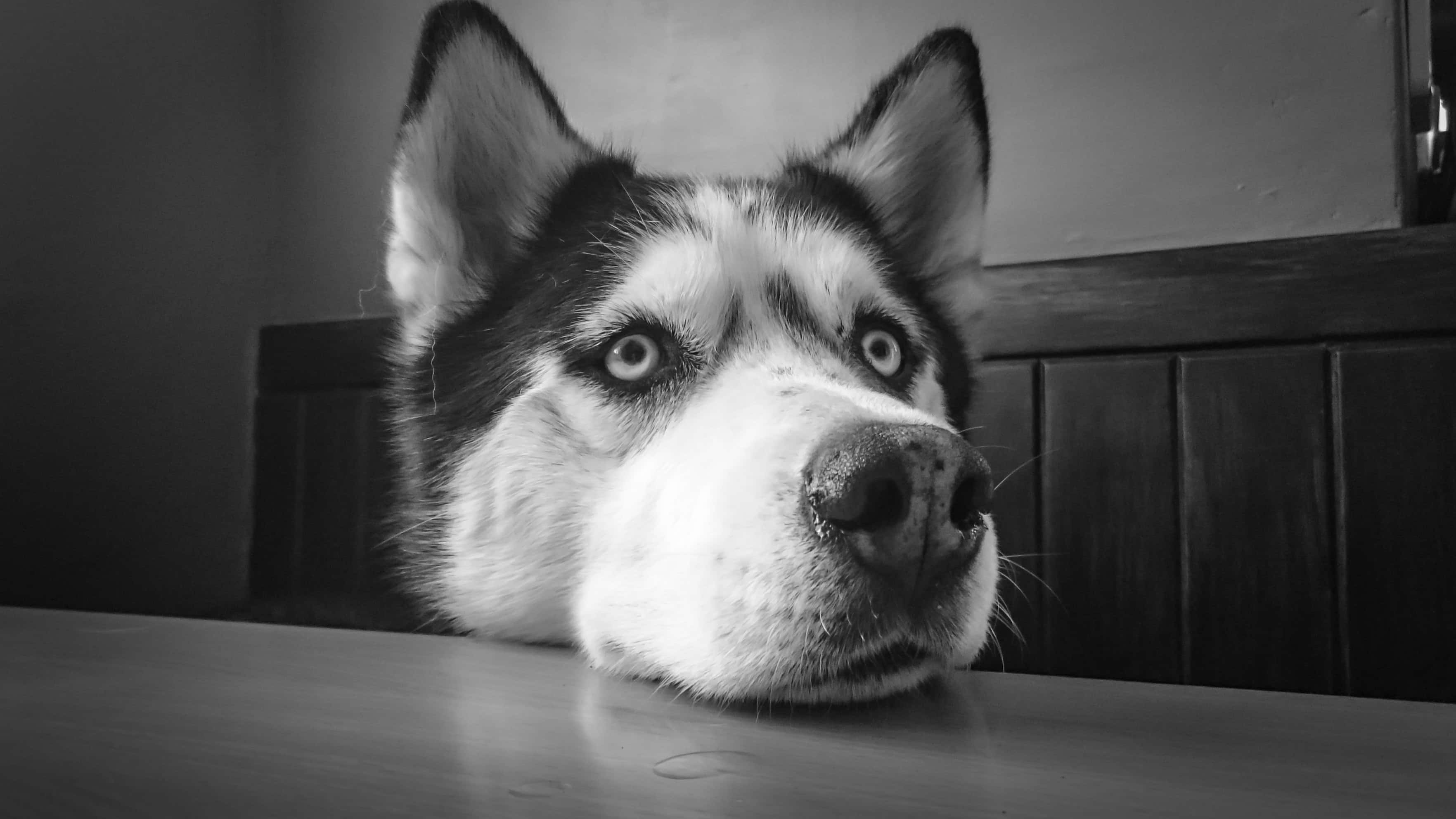 狗 桌布 壁紙 — 一隻哈士奇將頭放在木質表面上，其強烈眼神的黑白特寫。
