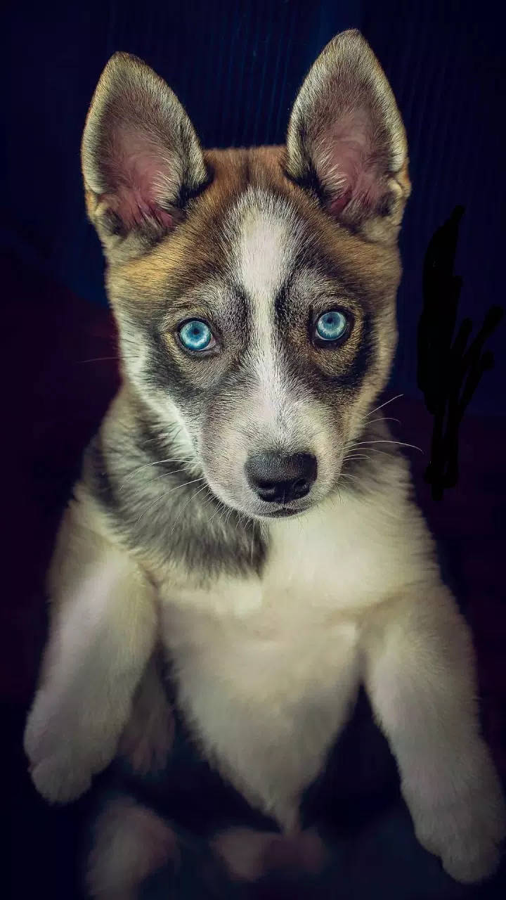 小狗 桌布 壁紙 — 一隻哈士奇幼犬的近距離特寫，擁有引人注目的藍色眼睛和蓬鬆的毛髮，背景為深色。