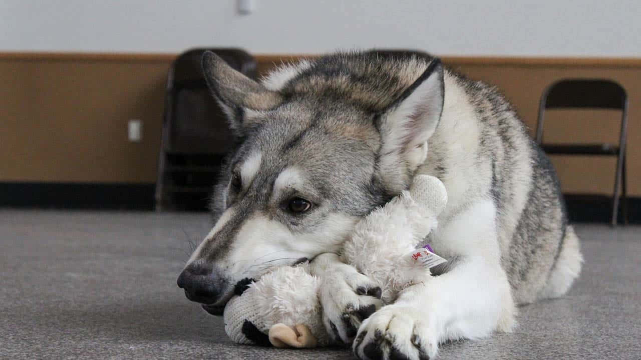 wolfdog 桌布 壁紙 — 一隻哈士奇狗躺在灰色地毯上，將頭擱在一個白色毛絨玩具上。