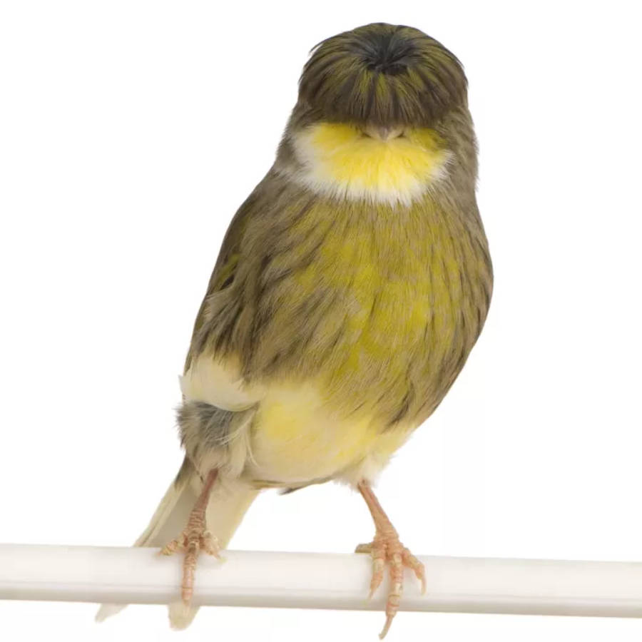 Yellow Bird 桌布 壁紙 — 一隻喉嚨白色的小型黃綠色鳥兒，平靜地棲息在白色桿子上，背景為純白色。