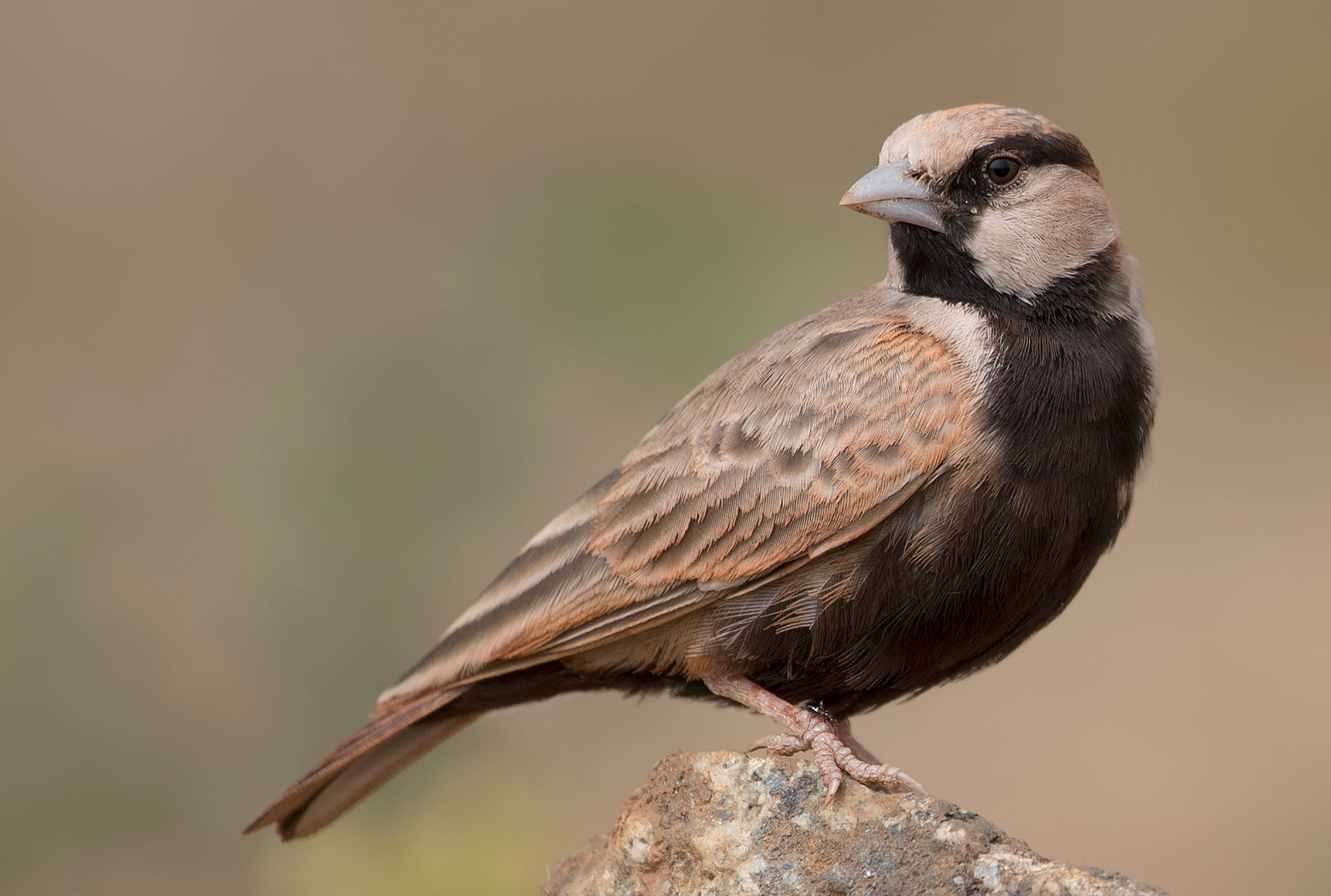 birds 桌布 壁紙 — 一隻喉嚨黑色、翅膀棕色的小鳥的近距離特寫，棲息在一塊粗糙的岩石上，背景柔和模糊。