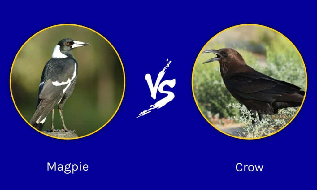 Magpies And Crows 桌布 壁紙 — 一隻喜鵲和一隻烏鴉在圓形框架中對峙，背景為大膽的藍色，帶有白色「VS」圖案。