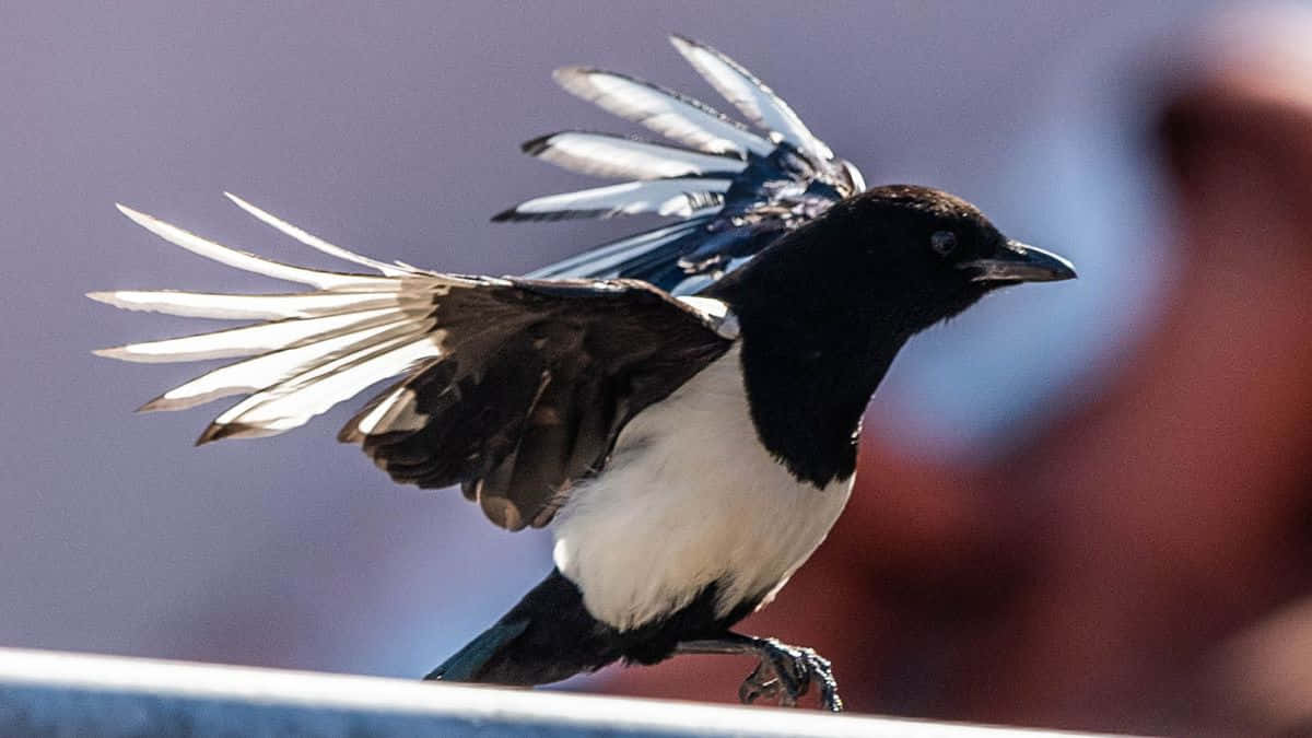 Magpies And Crows 桌布 壁紙 — 一隻喜鵲在飛行中展開其引人注目的黑白翅膀，背景柔和模糊。
