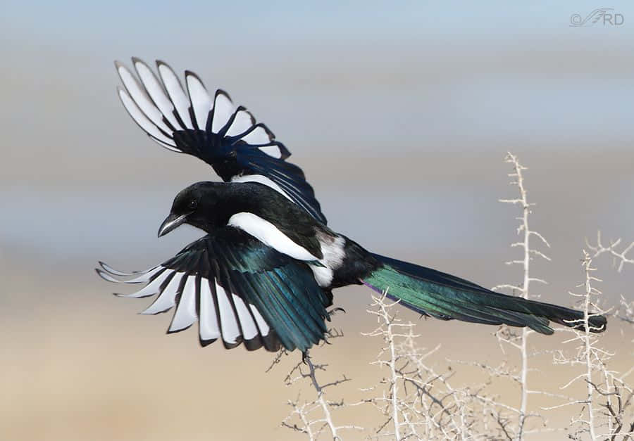 Magpies And Crows 桌布 壁紙 — 一隻喜鵲正在飛行，翅膀張開，背景是乾草和蒼白天空的柔和模糊效果。