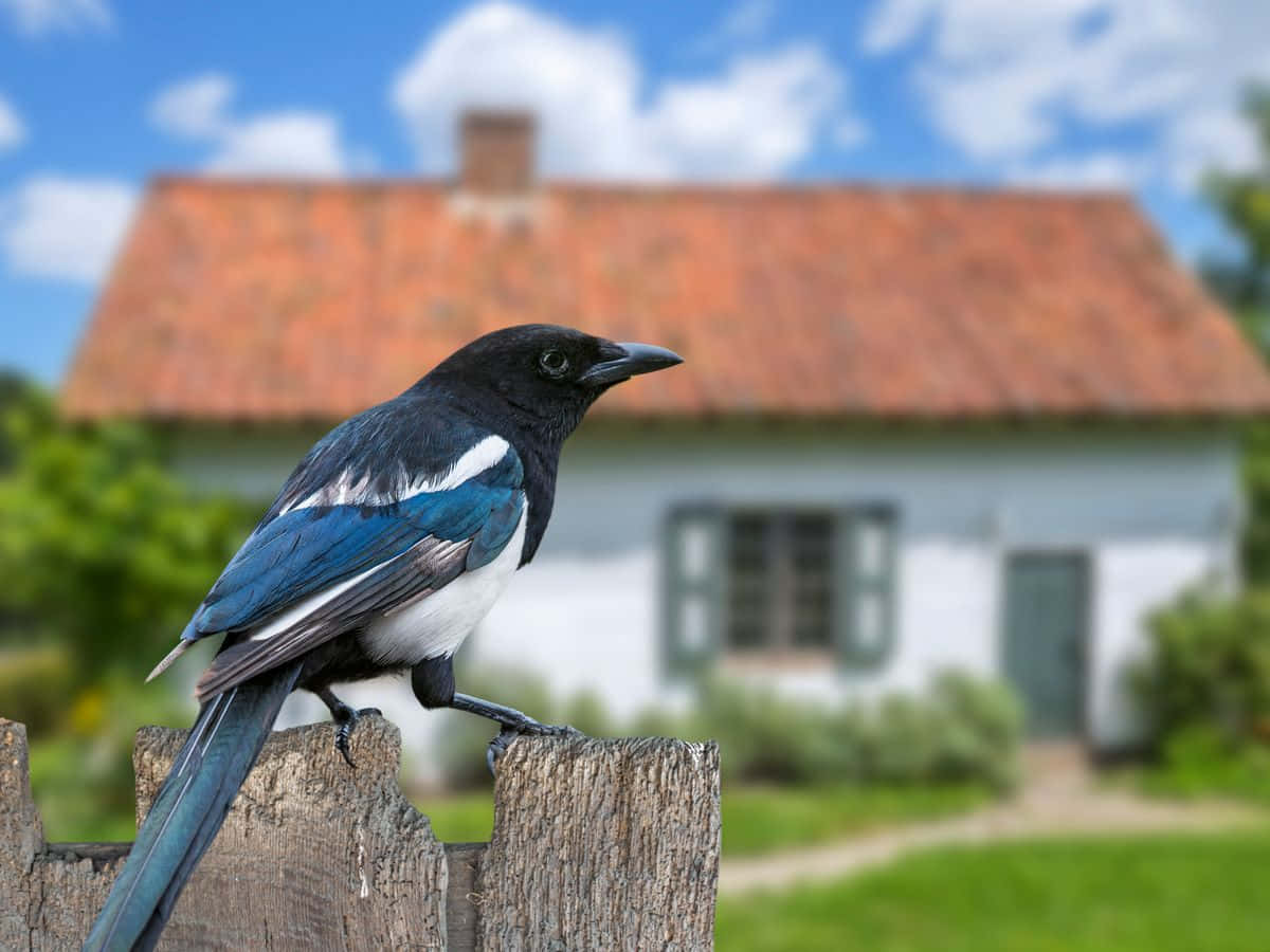 Magpies And Crows 桌布 壁紙 — 一隻喜鵲警覺地棲息在一個風化的木籬笆柱上，前面是一座質樸的小屋，背景是明亮的藍天。