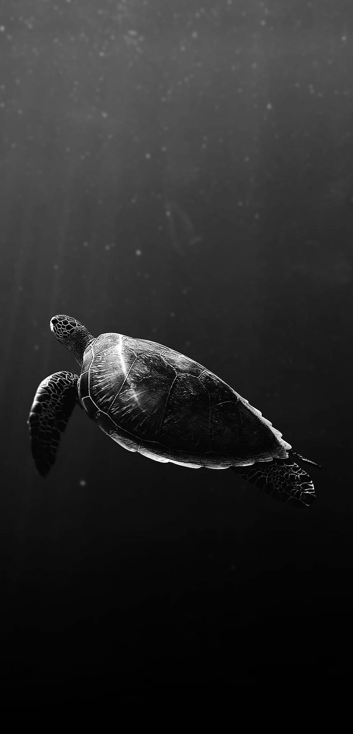 Turtle 桌布 壁紙 — 一隻單色海龜在深水中優雅地滑行，陽光從上方穿透而下。