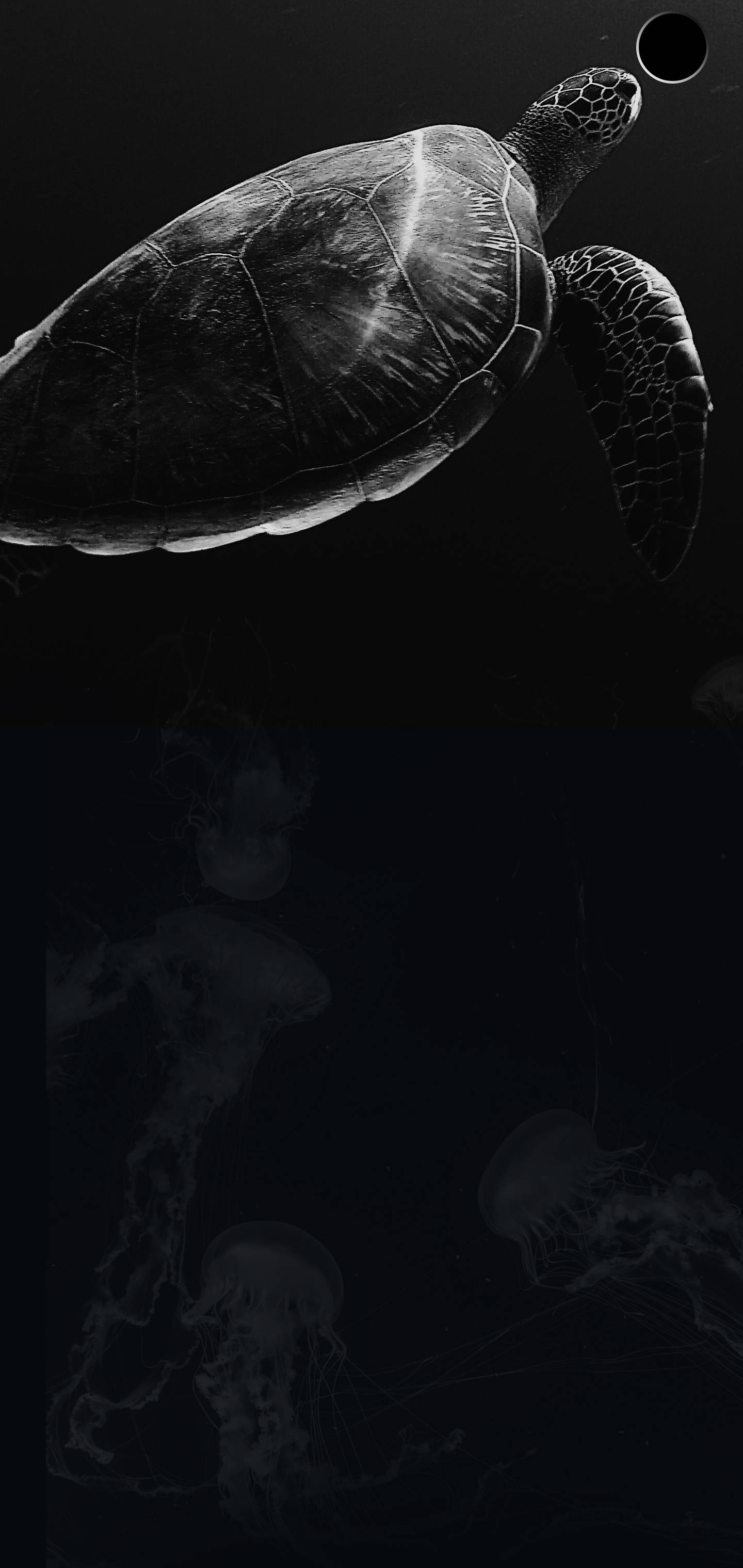 S10+ 桌布 壁紙 — 一隻單色海龜在深海中滑行，下方有發光的水母在陰暗的黑暗中漂流。